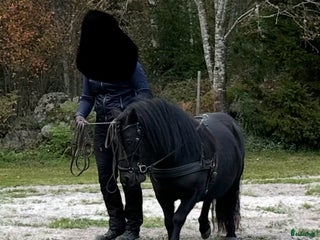 hästar Rolig snäll Shetlandsponny i Arboga - Annons 3