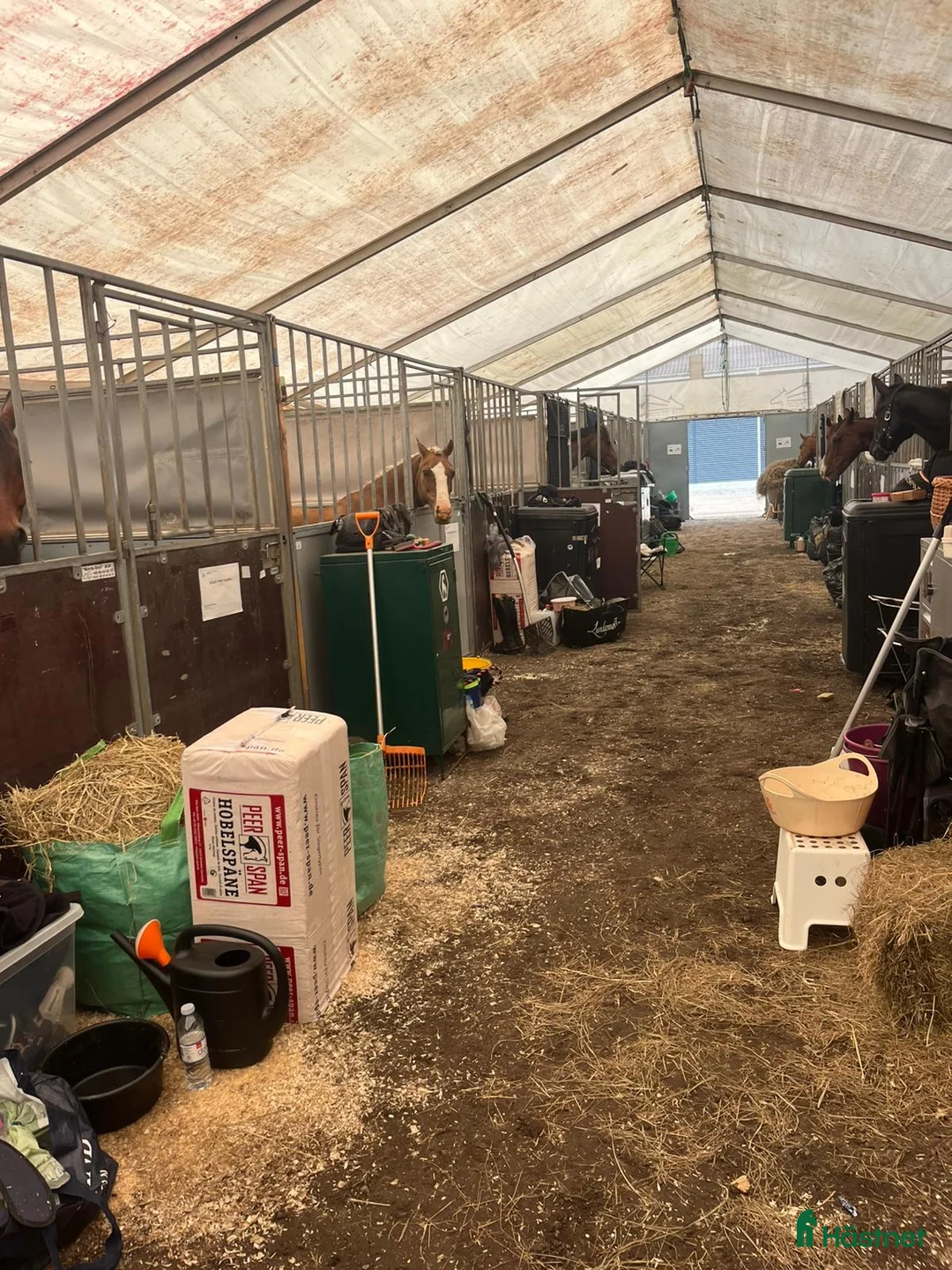 Hoppning hästar till salu: Stjernepony  - Annons 14