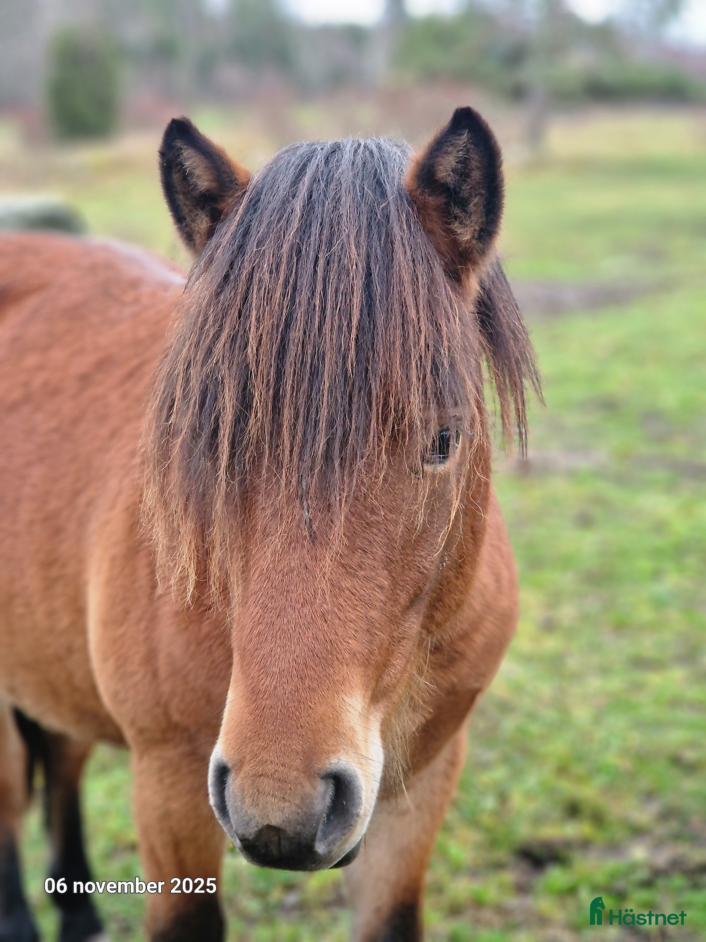  hästar russ hingst 1år i Östhammar - Annons 11