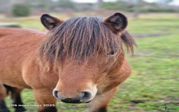 Trav hästar till salu: russ hingst 1år i Östhammar - Annons 1