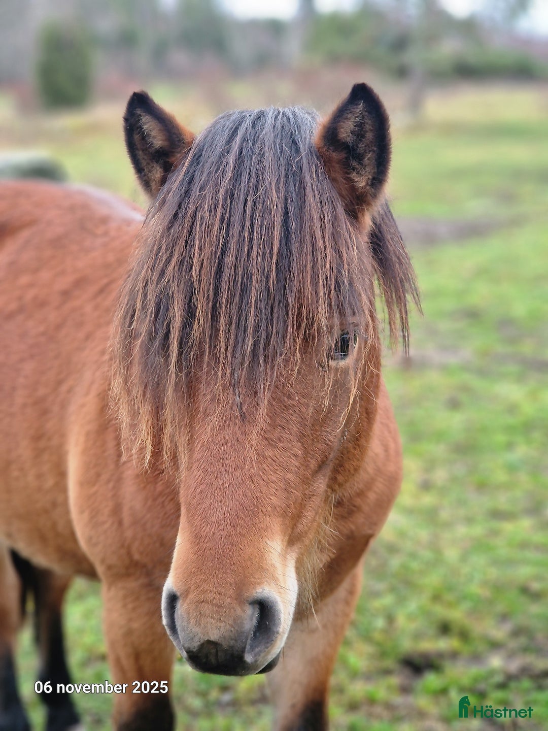Trav hästar till salu: russ hingst 1år i Östhammar - Annons 1