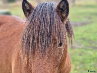 hästar russ hingst 1år i Östhammar - Annons 9