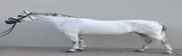 Allround hästar till salu: Magic Silesian - perfect horse for everybody - Annons 6
