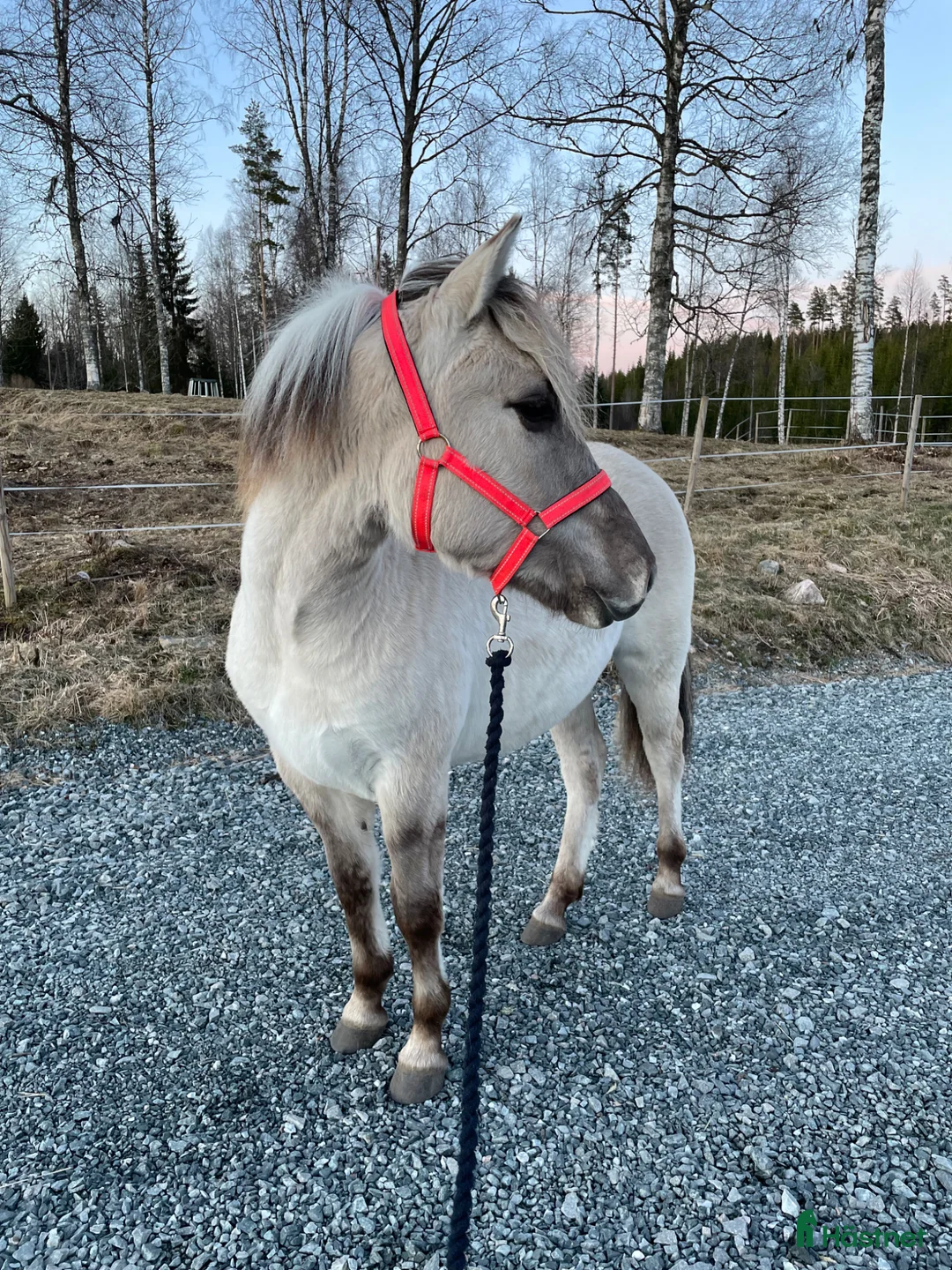 Allround hästar till salu: Intressekoll  i Hällefors - Annons 2