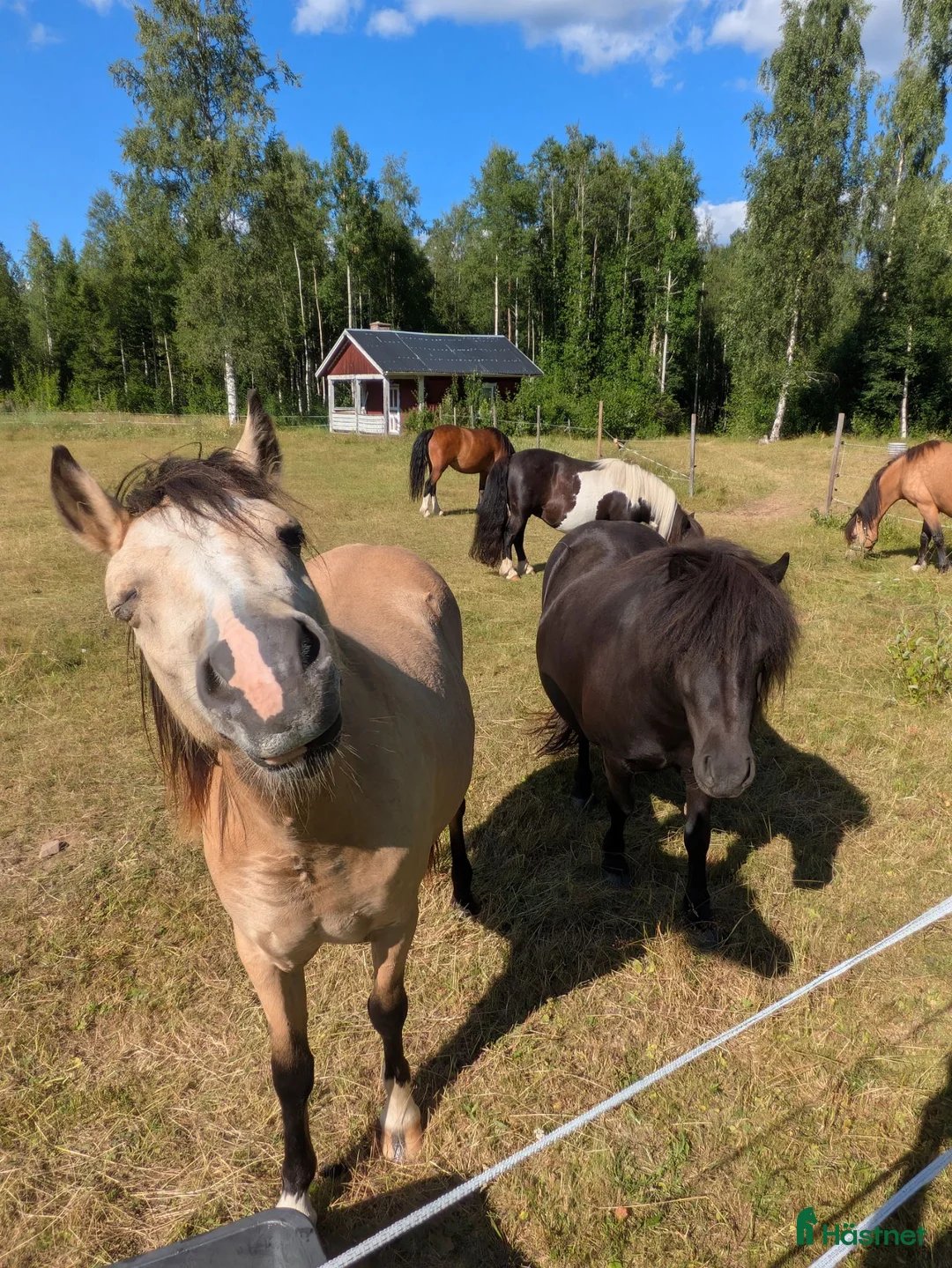 Allround hästar till salu: Härligt Ungsto - Annons 8
