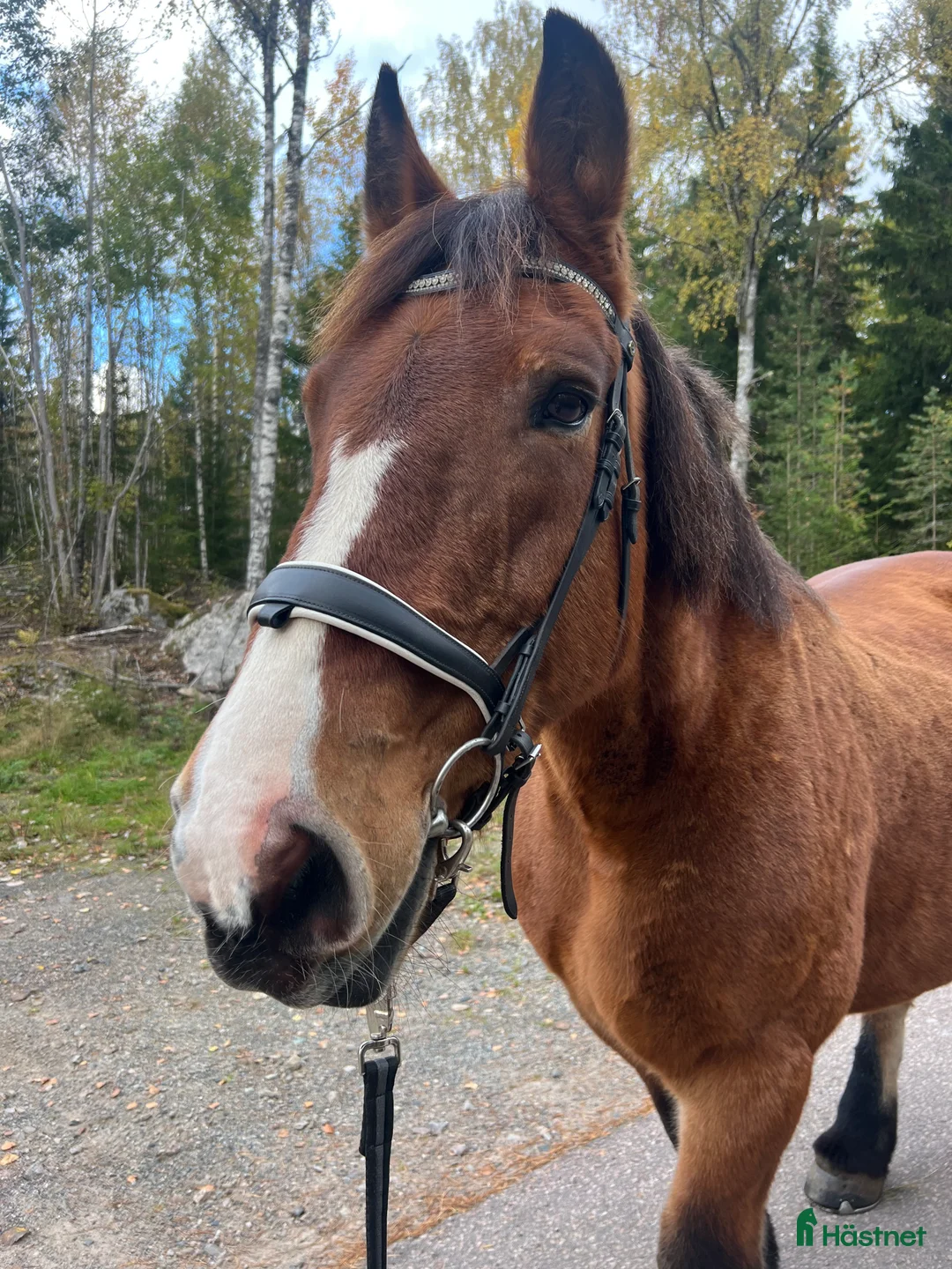 Träns hästutrustning till salu: Söker brunt träns i Filipstad - Annons 1