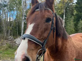 Träns hästutrustning Söker brunt träns i Filipstad - Annons 2