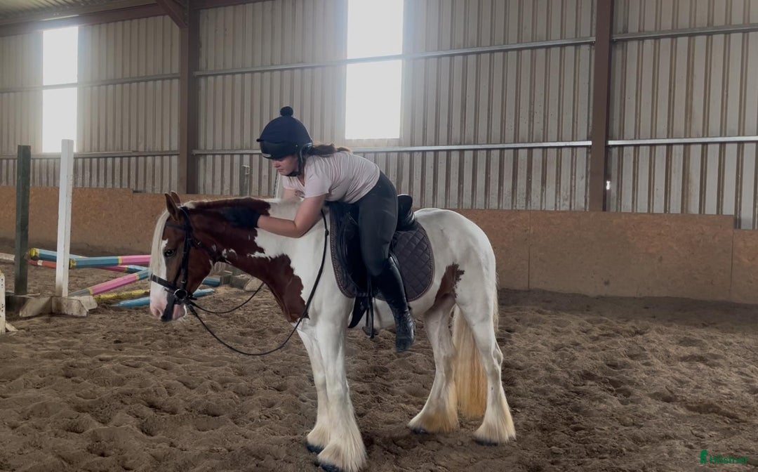 Allround hästar till salu: Selection of Irish ponies i Ljungby - Bild 4