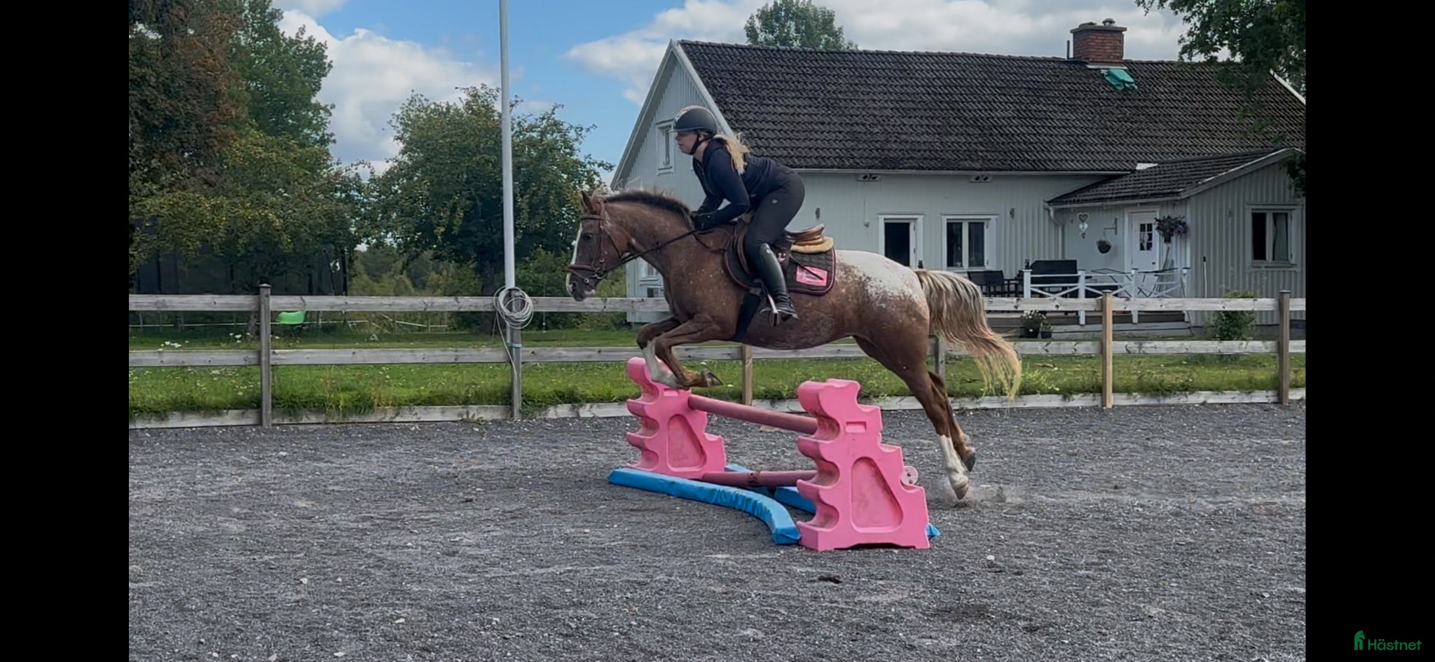 Hoppning hästar till salu: Lovande blivande rosettplockare  - Annons 2
