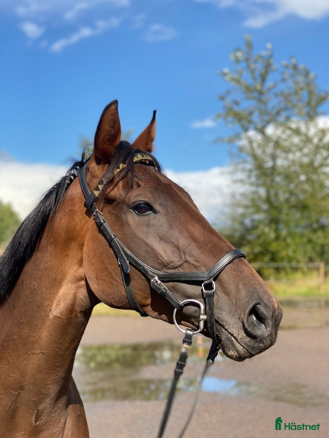 Allround hästar till salu: Vänligt sto som blir vad du gör henne till!  i Trollhättan - Annons 1
