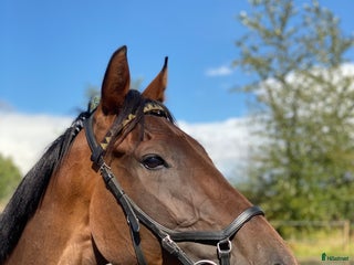 hästar Vänligt sto som blir vad du gör henne till! i Trollhättan - Annons 16