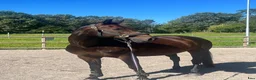 Allround hästar till salu: Trygg Läromästare🐴🤎 - Annons 4