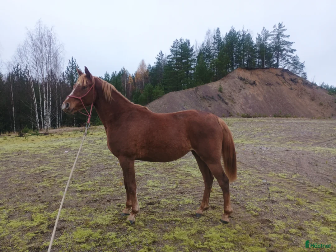 Allround hästar sökes: Trevlig sto  i Åmotfors - Annons 2