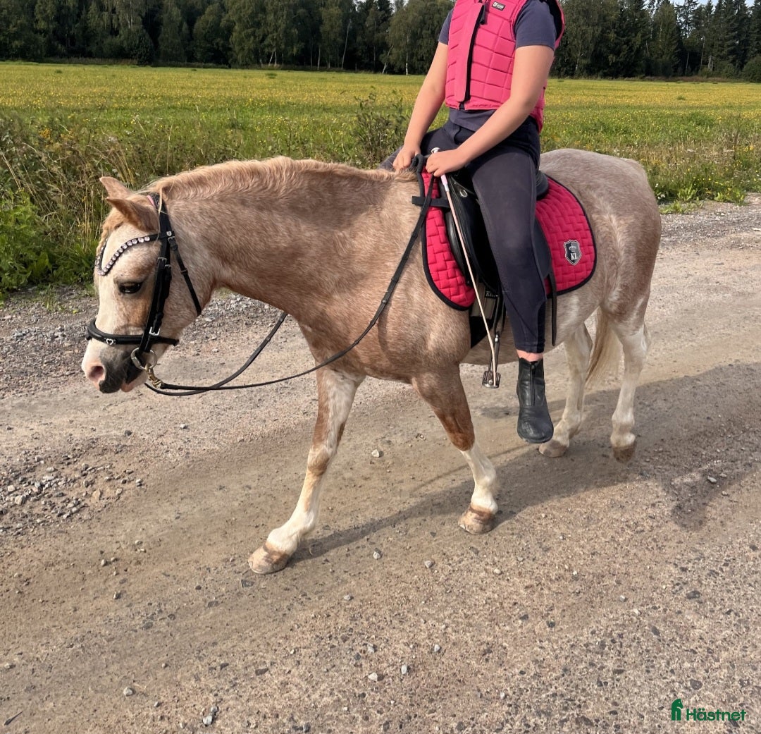 Allround hästar till salu: Söta Dolly söker ny familj - Annons 2