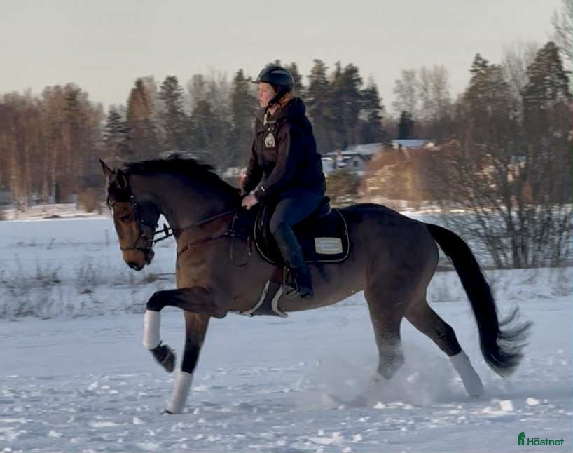  hästar Fin allroundhäst  i Sala - Annons 10