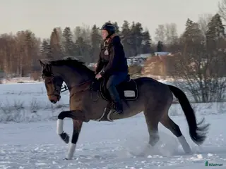 hästar Fin allroundhäst i Sala - Annons 14