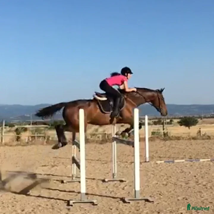  hästjobb Experienced rider/home groom, Showjumping, Ireland i Stockholm - Annons 1