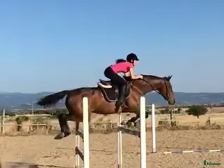 hästjobb Experienced rider/home groom, Showjumping, Ireland i Stockholm - Annons 1