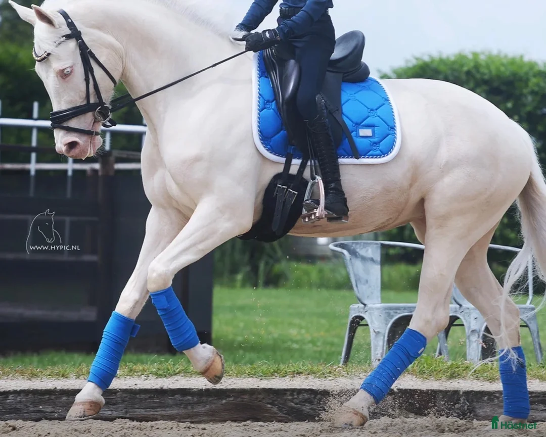 Benskydd hästutrustning till salu: Benlindor Sapphire Equestrian Stockholm  - Annons 2