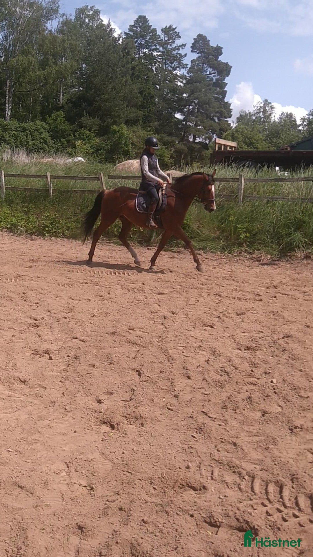 Dressyr hästar till salu: SWB valack i Tidan - Annons 1