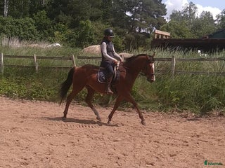 hästar SWB valack i Tidan - Annons 10