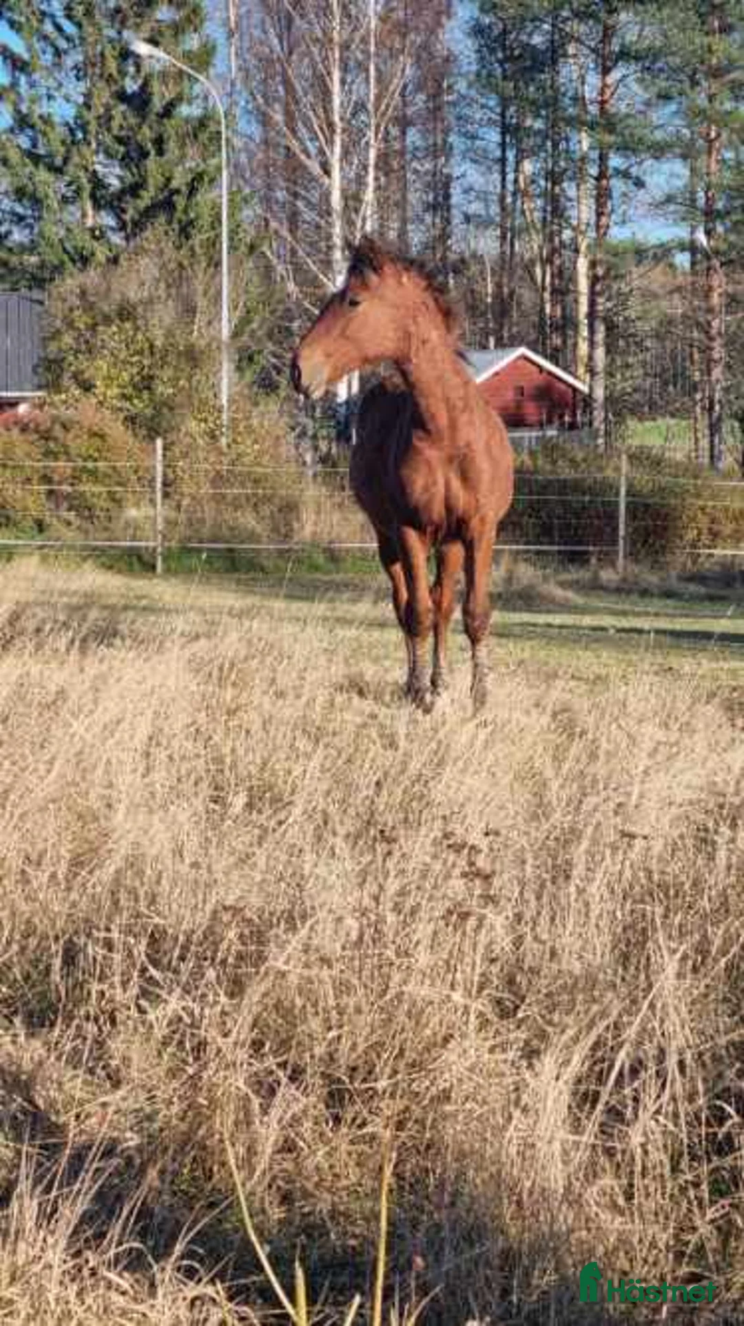 Allround hästar till salu: Am. curly-baskjir, valack - Annons 3