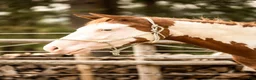 Western hästar till salu: Paint horse sto '24 Overo, Blickfångare !! - Annons 5