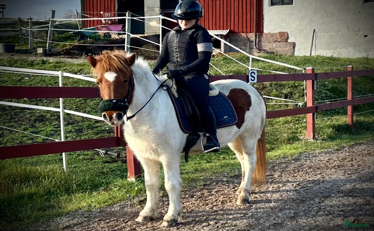  hästar i Gamleby - Annons 11