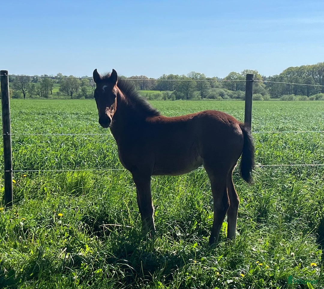 Allround hästar till salu: Vackert sto!! i Löberöd - Annons 4