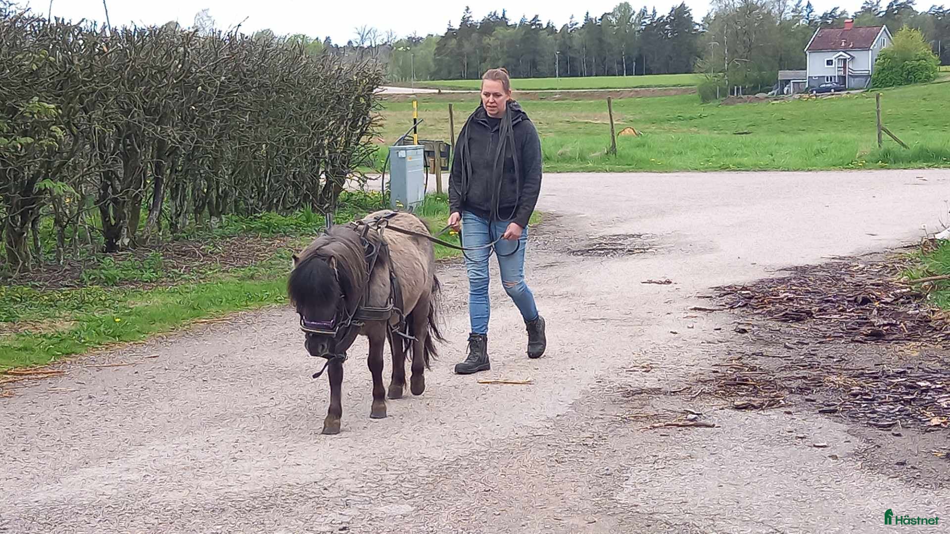  hästar Underbara Inez i Långaryd - Annons 6