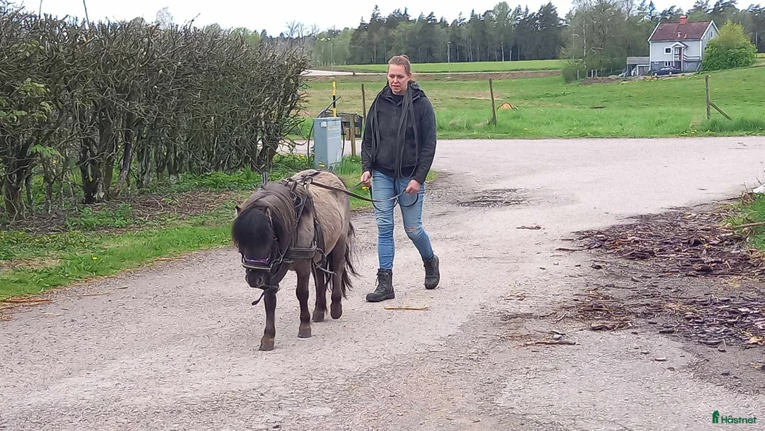 Allround hästar till salu: Underbara Inez i Långaryd - Annons 1