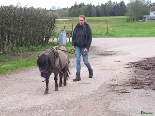 hästar Underbara Inez i Långaryd - Annons 6