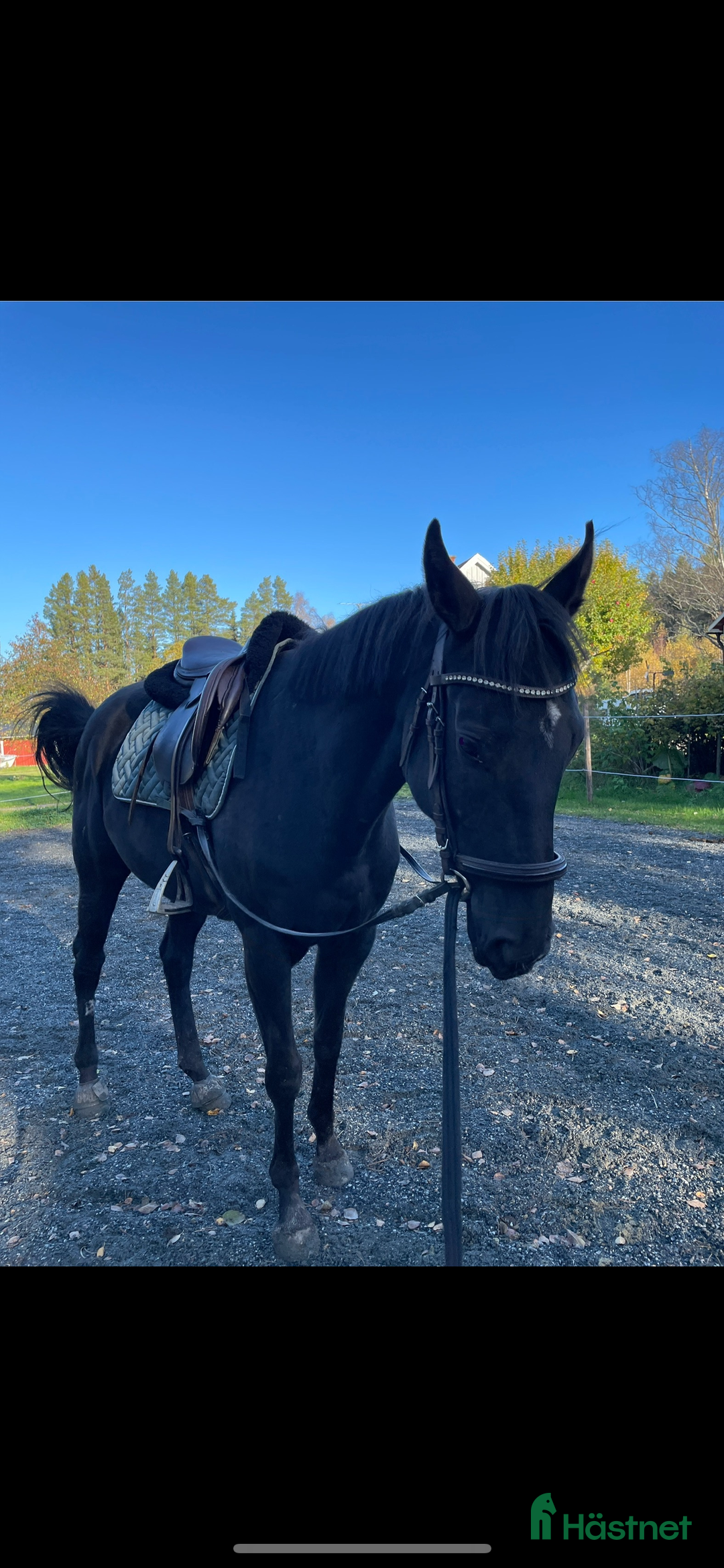 Allround hästar till salu: Socialt 4-årigt sto  i Axmar - Annons 2