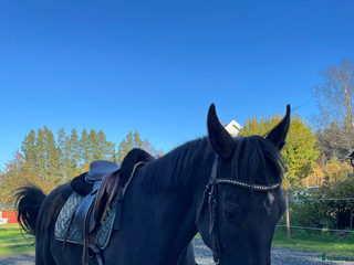 Allround hästar till salu: 4-årigt sto i Axmar - Annons 1