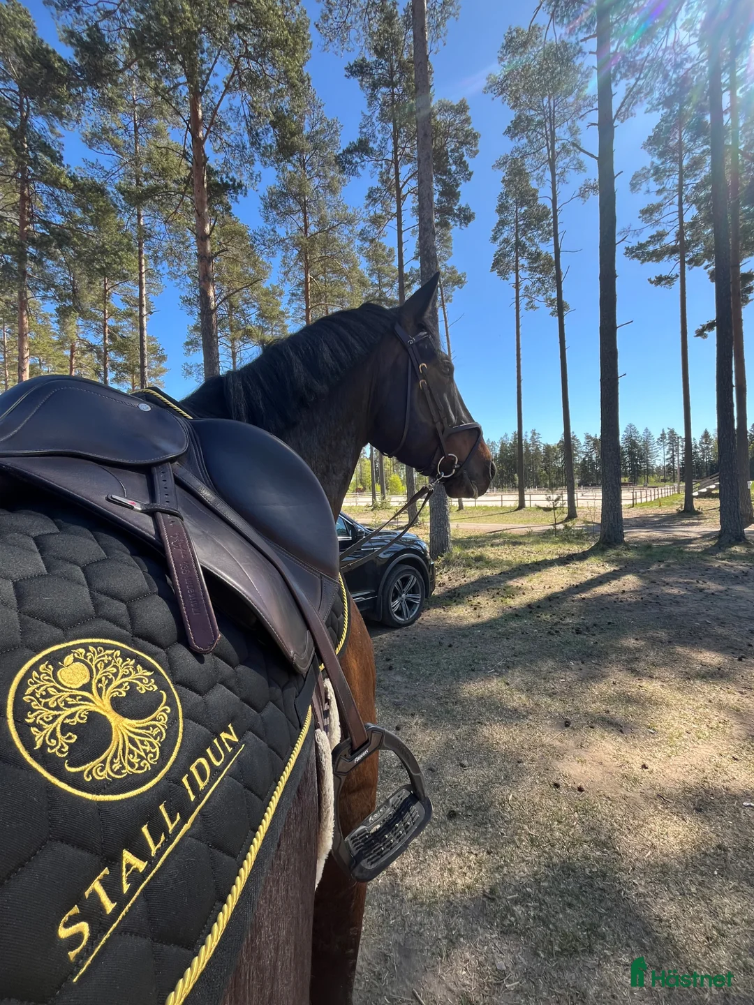 Allround hästar till salu: En pärla för framtiden  - Annons 2