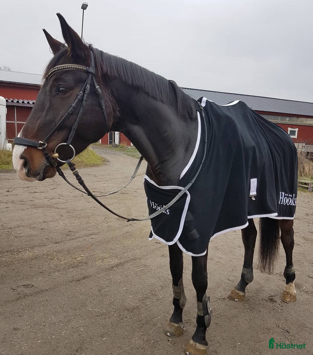 Allround hästar till salu: Söker livslångt hem till valack 💖 i Stockholm - Annons 1