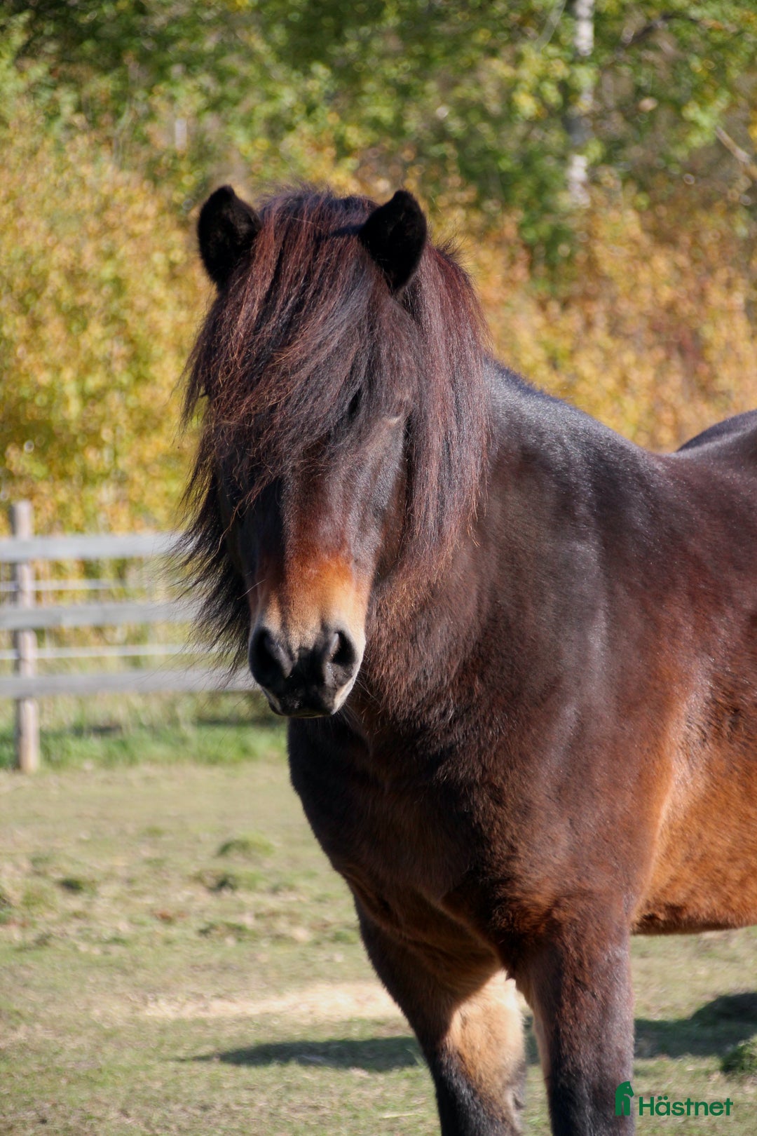 Sällskap hästar till salu: Sällskapshäst söker sitt föralltid hem i Rimbo - Annons 4