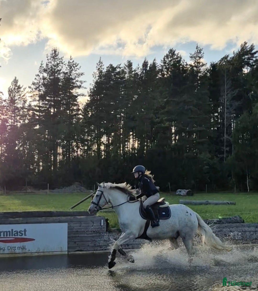  hästar Maxad C eller D-ponny till förevigt hem. - Annons 9