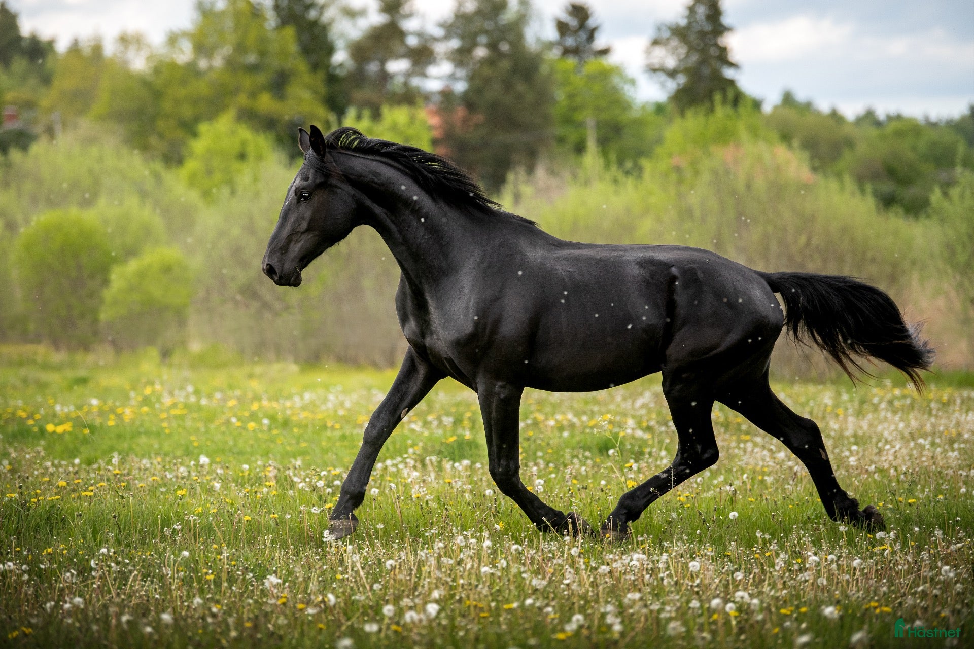  hästar till salu: Blivande stjärna med framtiden för sig! 🖤 - Annons 2