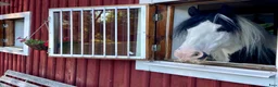Allround hästar till salu: Fantastisk tinkerponny - Annons 6