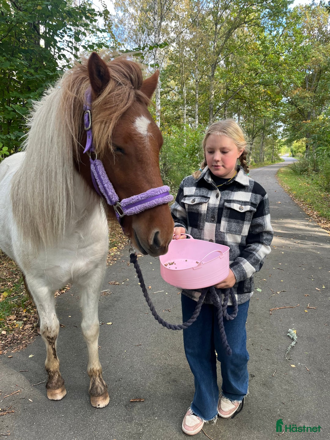 Island hästar till salu: Världen finaste ! i Slöinge - Annons 7