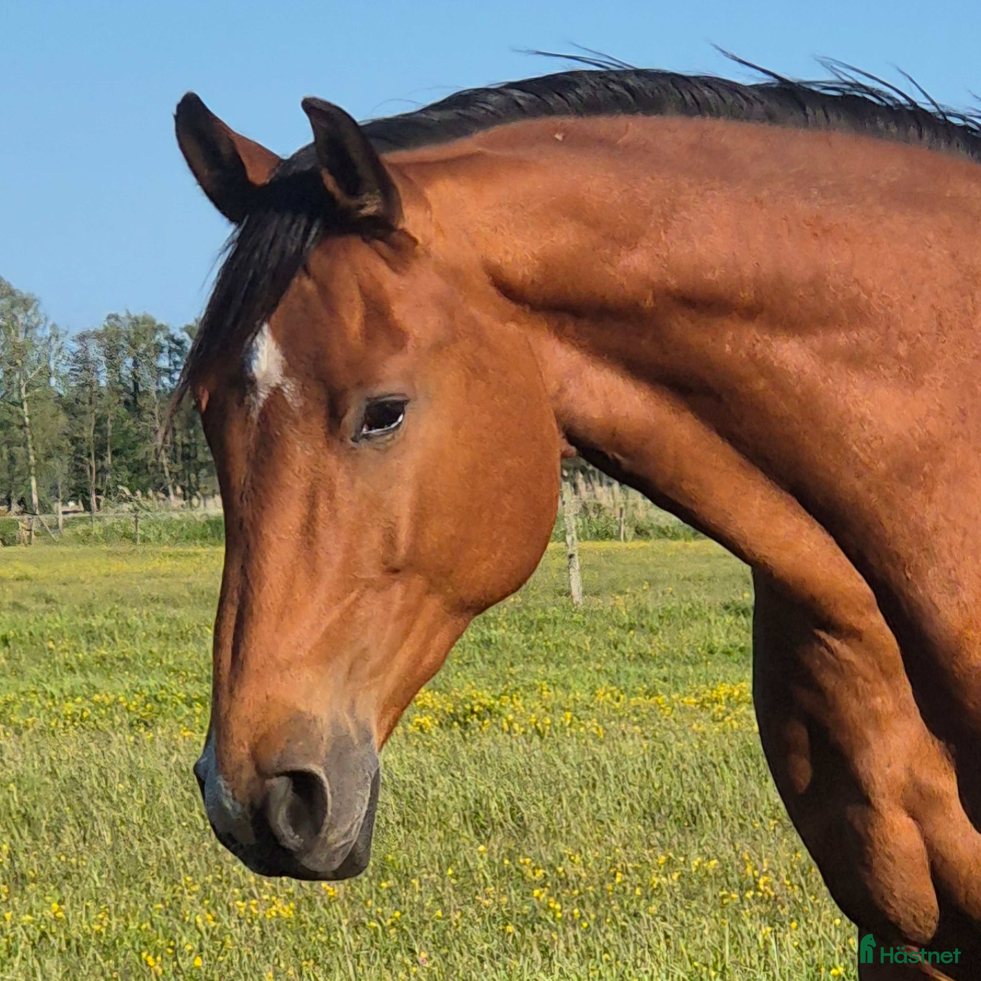  hästar Projekt - Annons 7