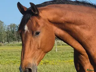 hästar Projekt - Annons 7