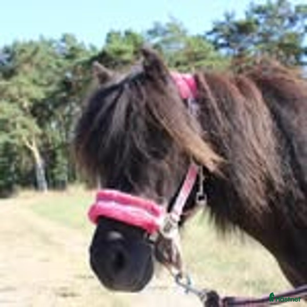 Allround hästar till salu: UNDERBARA SHETTISSTON i Sölvesborg - Annons 1