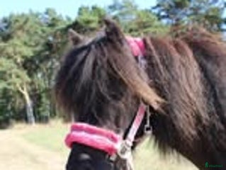 hästar UNDERBARA SHETTISSTON i Sölvesborg - Annons 4