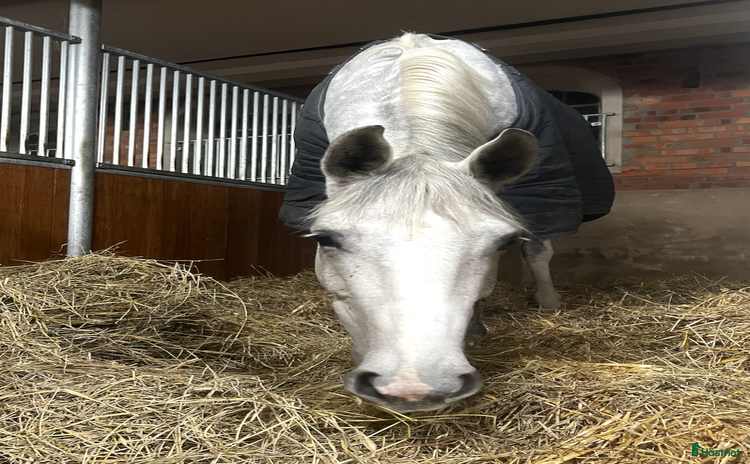  hästar i Trelleborg - Annons 14