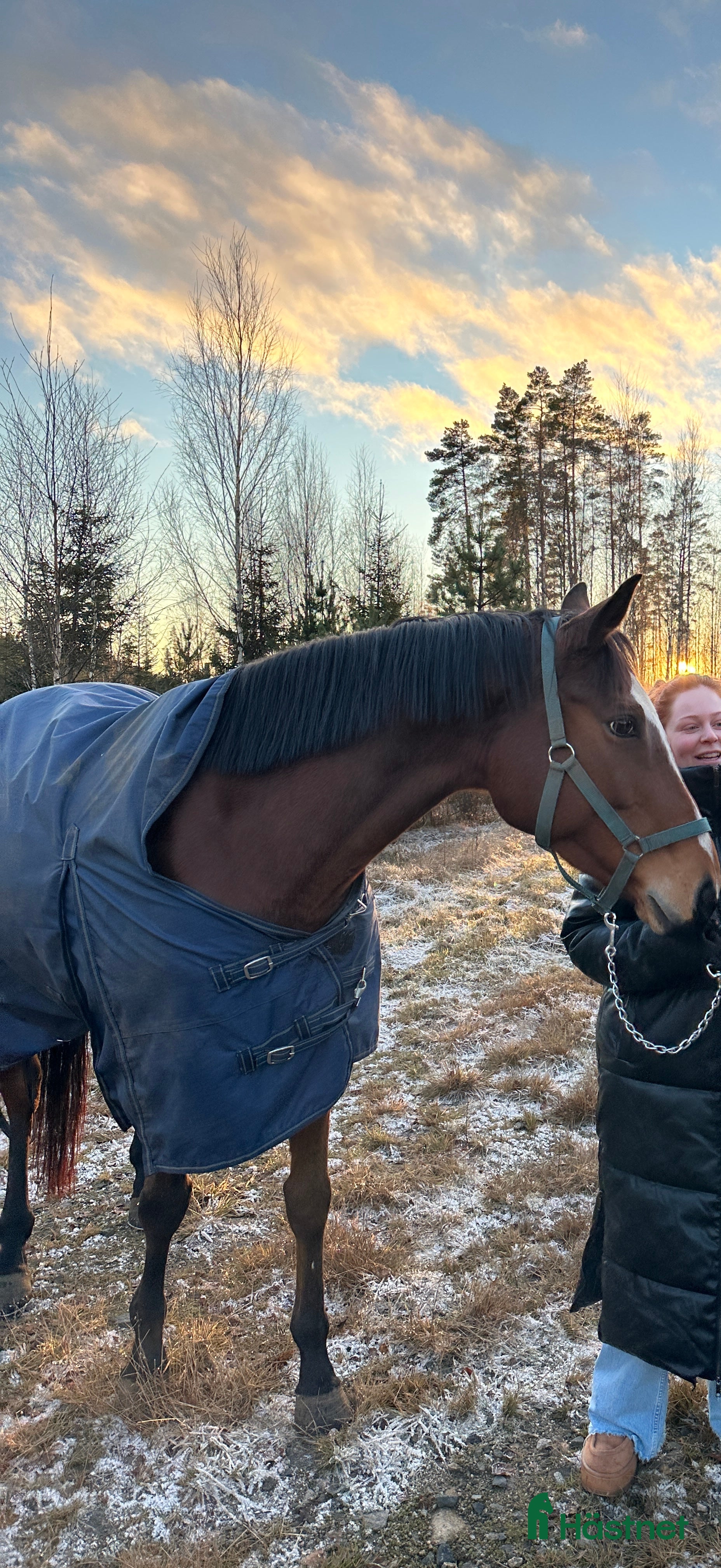  hästar Häst med hjärta av guld i Tranemo - Annons 17