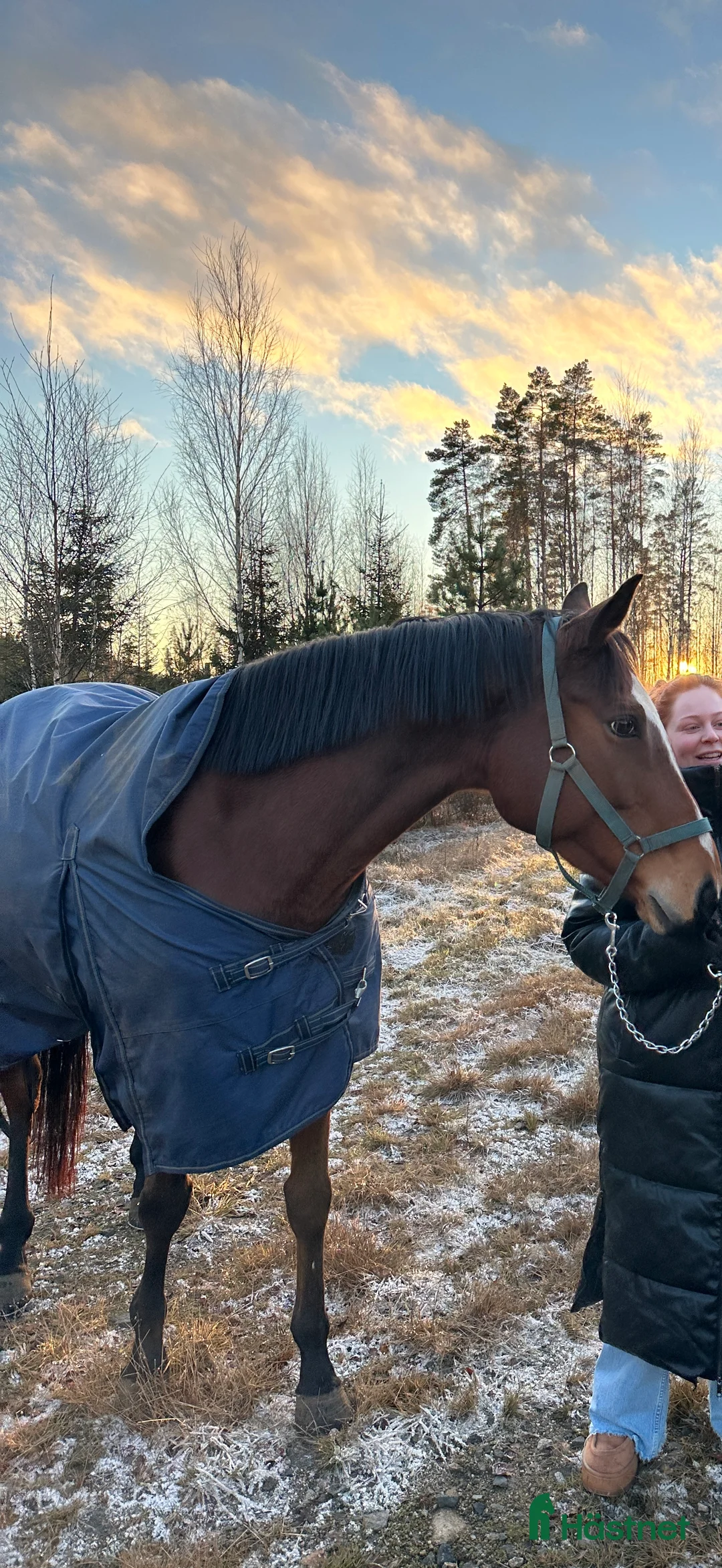 Allround hästar till salu: Häst med hjärta av guld i Tranemo - Annons 1
