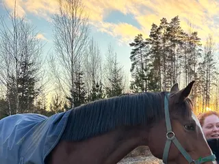 hästar Häst med hjärta av guld i Tranemo - Annons 17