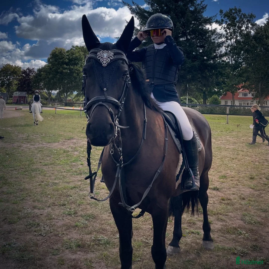 Hoppning hästar till salu: Stjärna till salu i Steninge - Annons 3